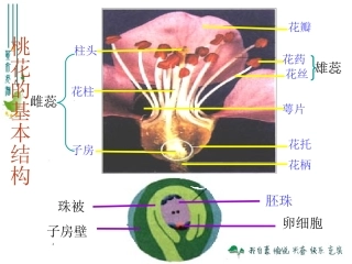 绿色植物与生物圈的水循环