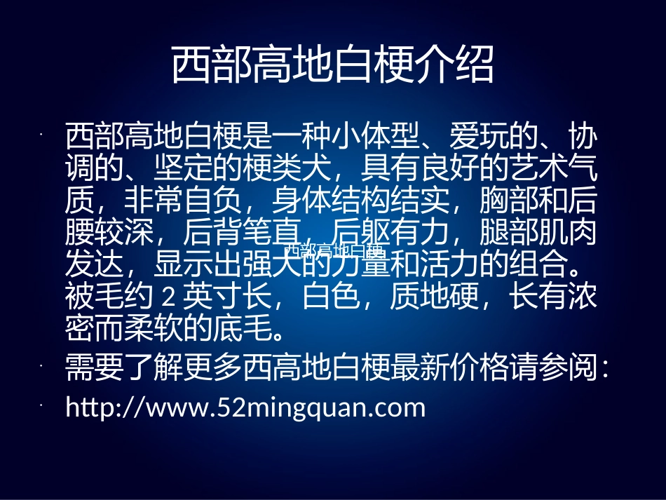 西高地白梗价格_第2页