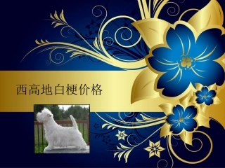西高地白梗价格