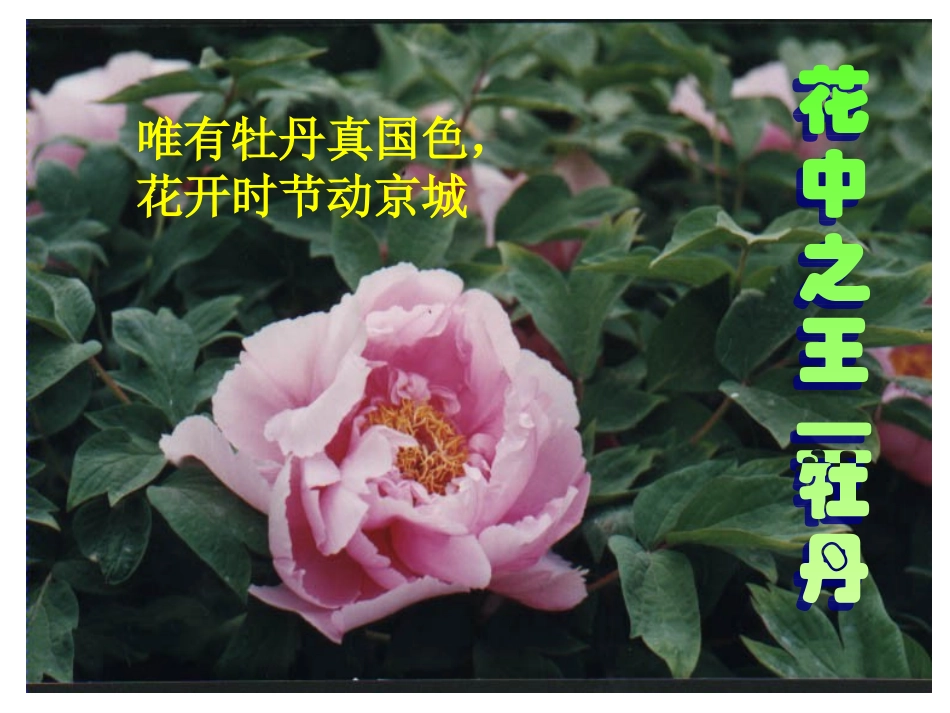 开花结果演示文稿_第2页