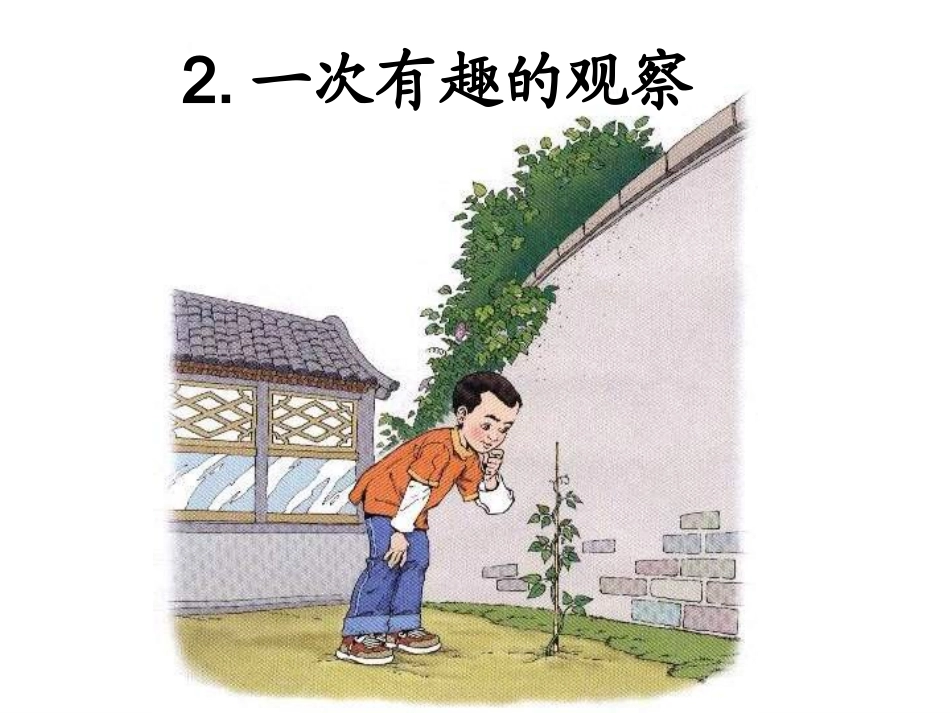 《一次有趣的观察》课件_第1页