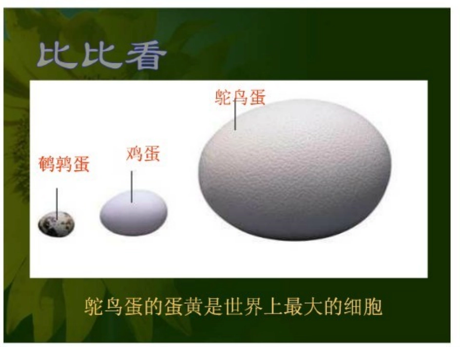 《鸟类的生殖和发育》课件_第2页