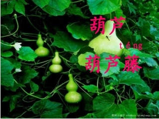 14我要的是葫芦2