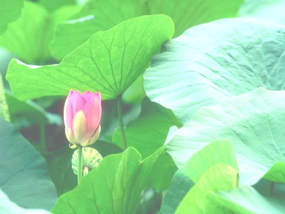 (部编)人教语文2011课标版一年级下册5、-动物儿歌_第2页