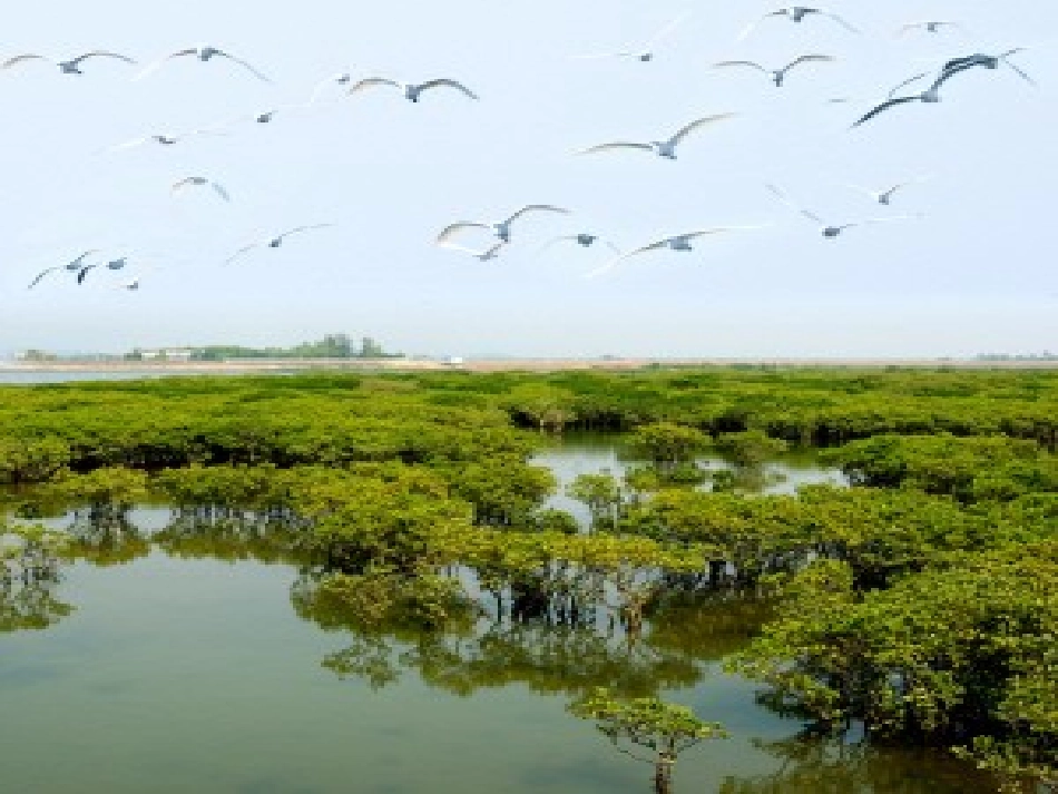 红树林-(3)_第3页