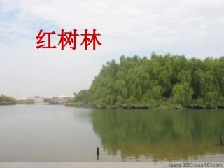 红树林-(3)