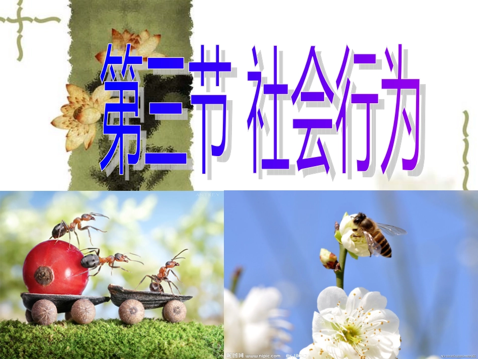 初中二年级生物上册第五单元-第二章-动物的运动和行为第三节-社会行为第一课时课件_第1页