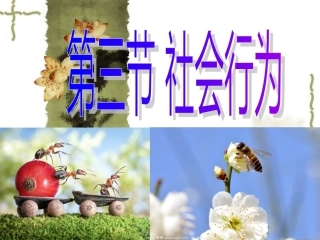 初中二年级生物上册第五单元-第二章-动物的运动和行为第三节-社会行为第一课时课件