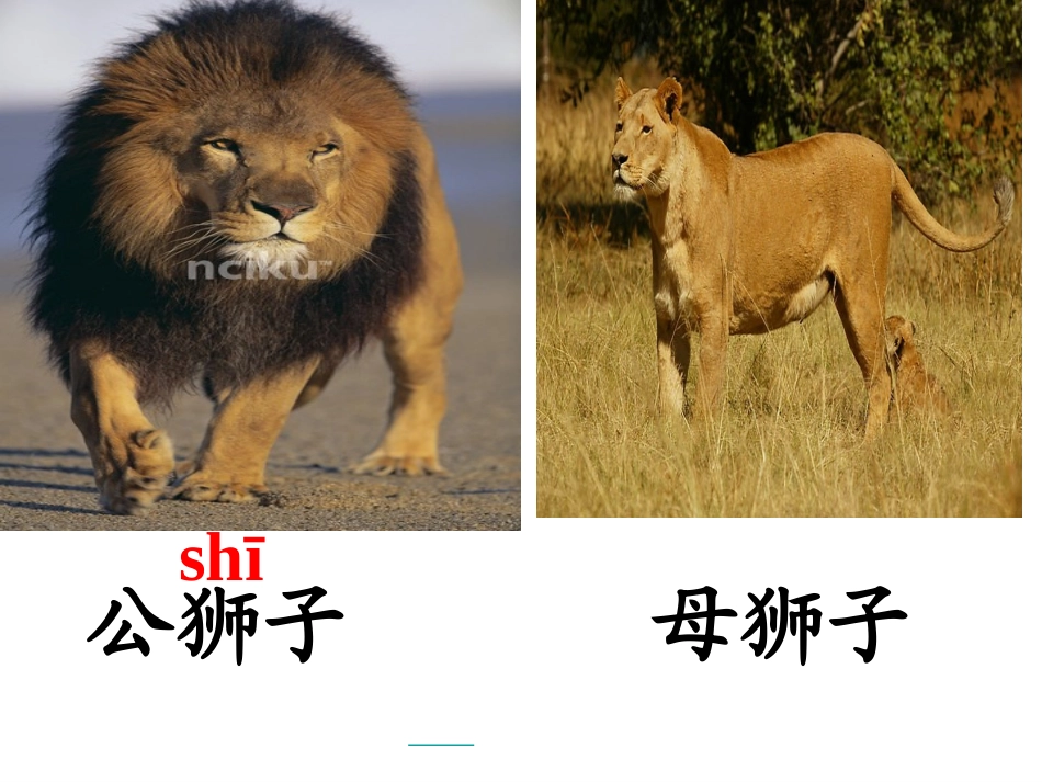 27两只小狮子_第1页