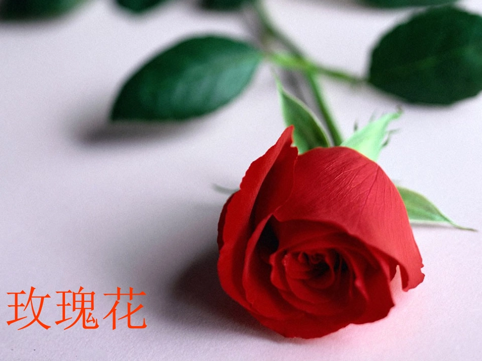 广玉兰第一课时教案_第1页