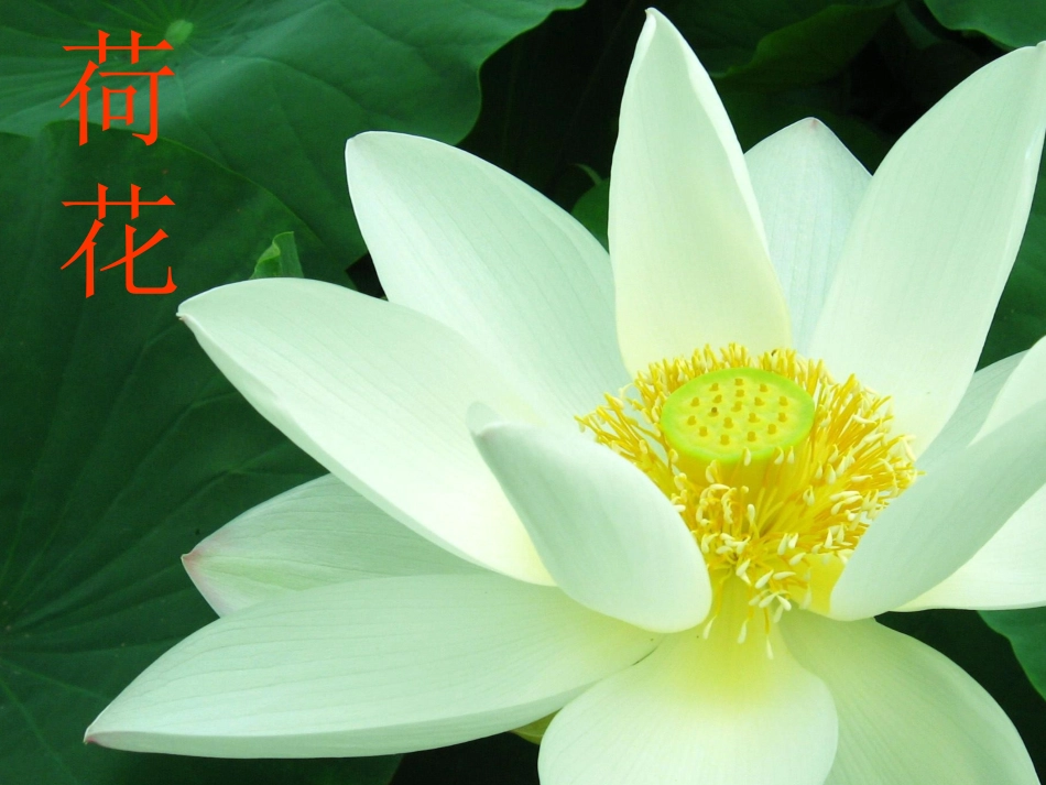 广玉兰第一课时教案_第2页