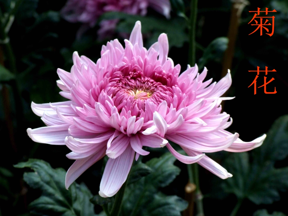 广玉兰第一课时教案_第3页