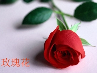 广玉兰第一课时教案