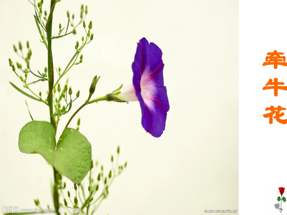 三年级语文《花钟》课件_第3页