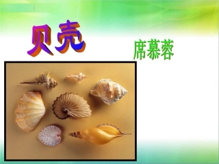 贝壳-(2)