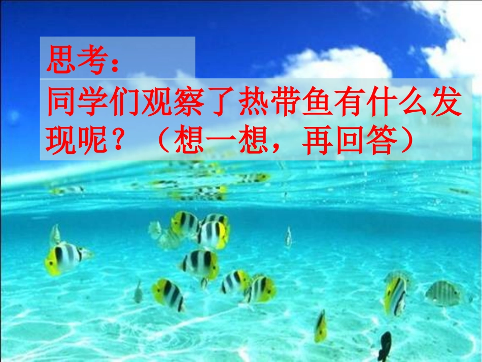北师大版《热带鱼》.ppt0_第3页