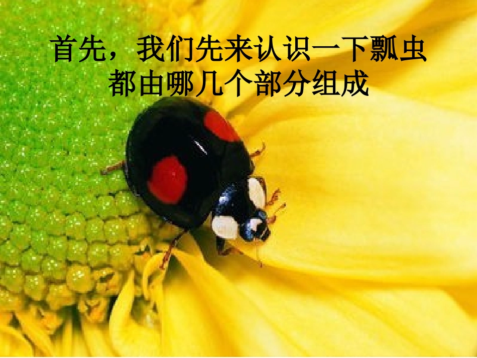 8瓢虫的花衣裳_第3页