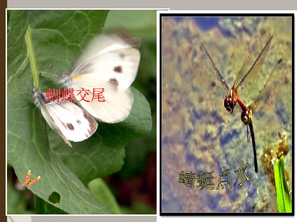 八年级生物上册《动物的生殖》课件1-苏科版_第3页