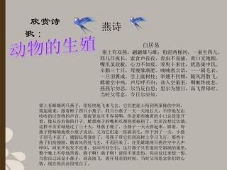 八年级生物上册《动物的生殖》课件1-苏科版