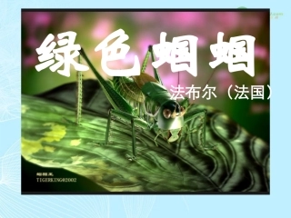 《绿色蝈蝈》公开课ppt课件(57页)