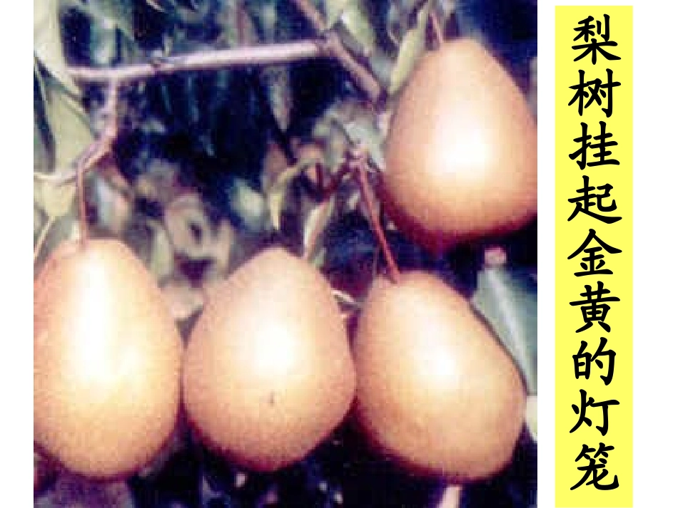 秋天的图画3_第3页