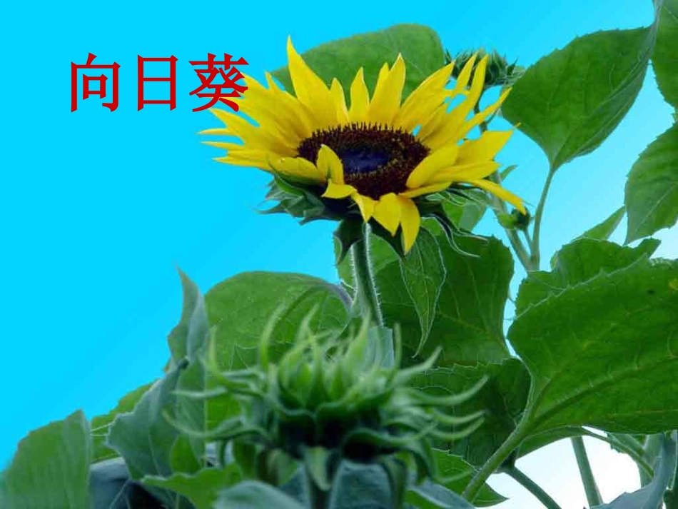 植物妈妈有办法2_第2页