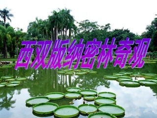 西双版纳密林奇观