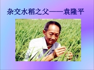 杂家水稻之父——袁隆平
