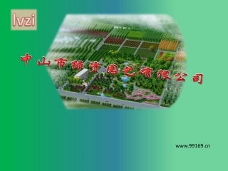 绿化,苗木,花木,广东花卉之松树,竹柏,水柏,雪松