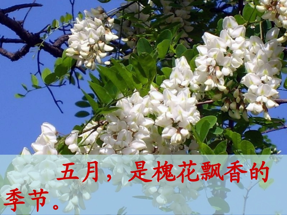 苏教版三下《槐乡五月》课件-副本_第3页
