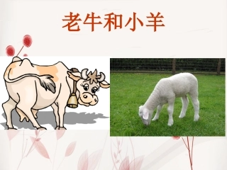 《老牛和小羊》课件