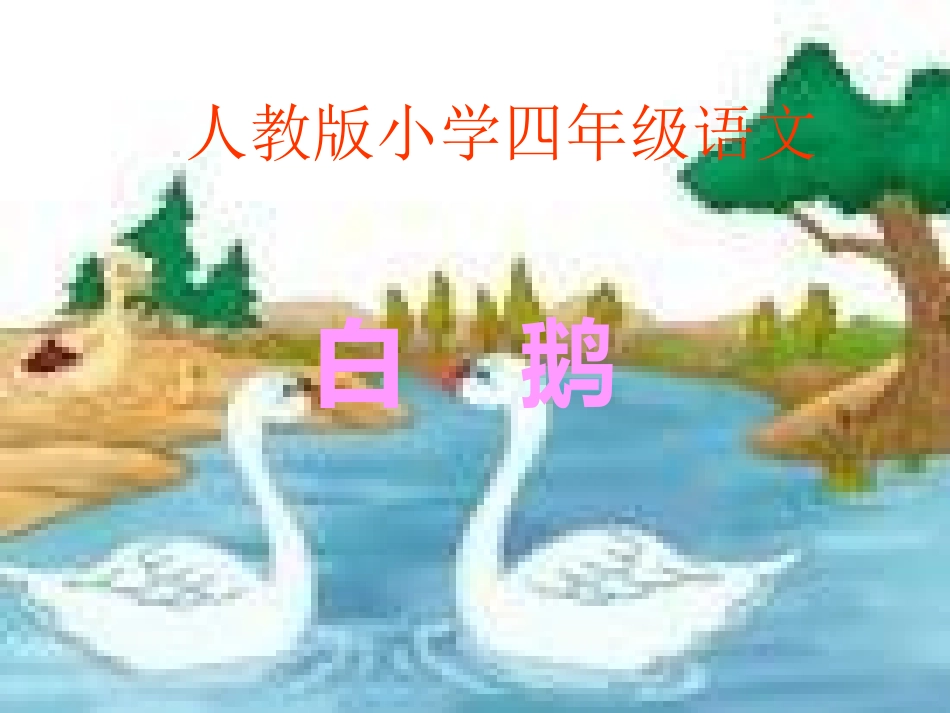 《白鹅》教学课件1_第1页