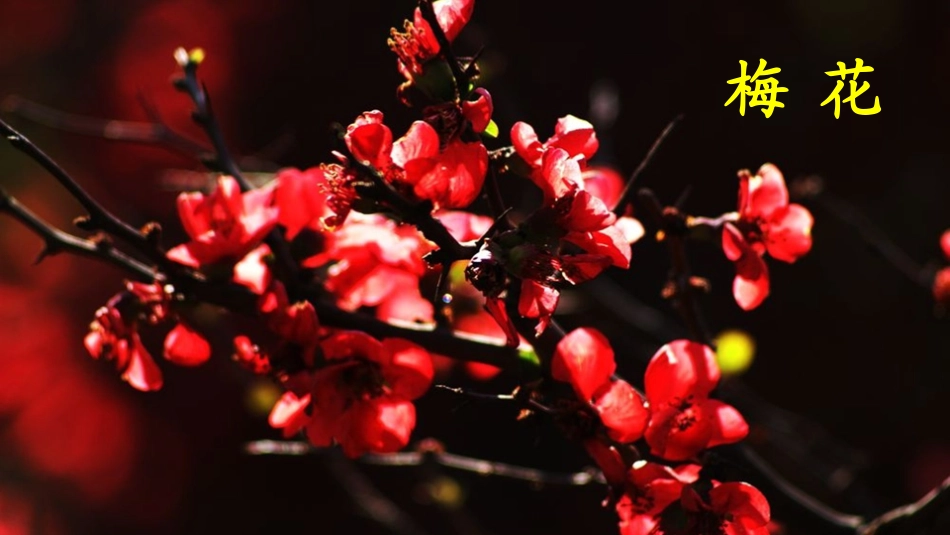 十五花儿为什么这样红_第2页