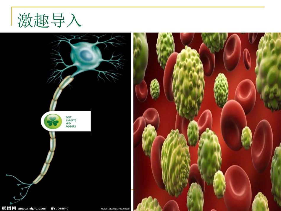第1章第2节细胞的多样性和统一性_第2页