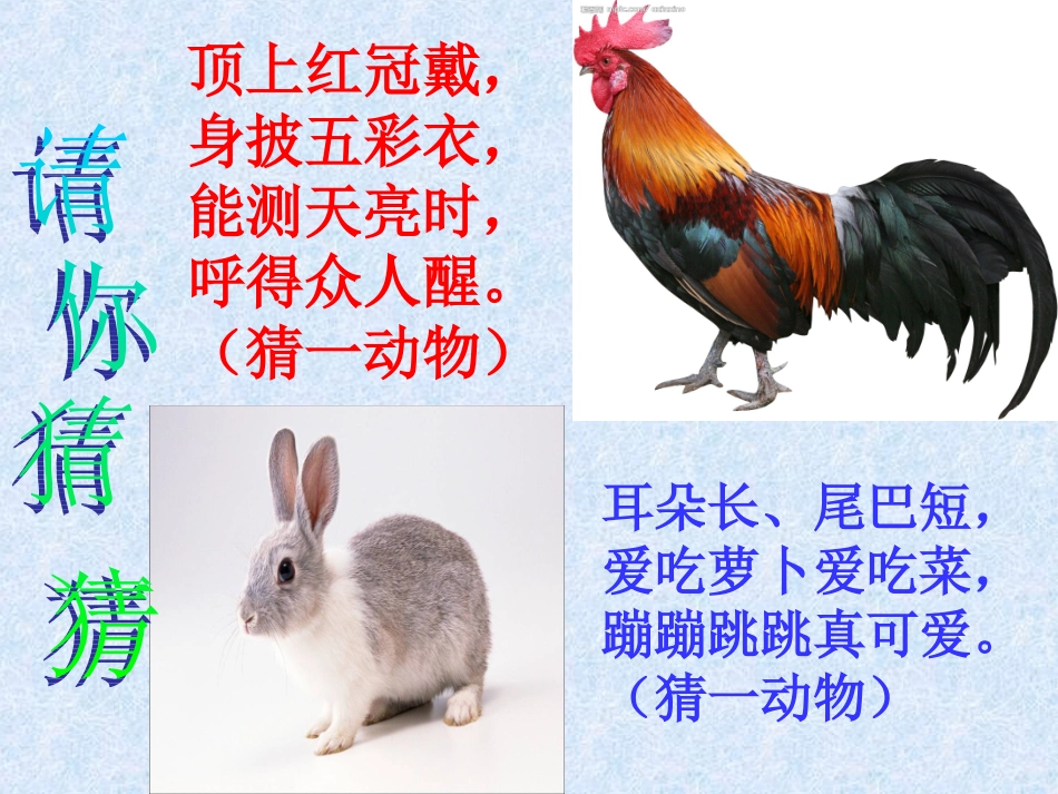 鸡兔同笼PPT课件_第1页