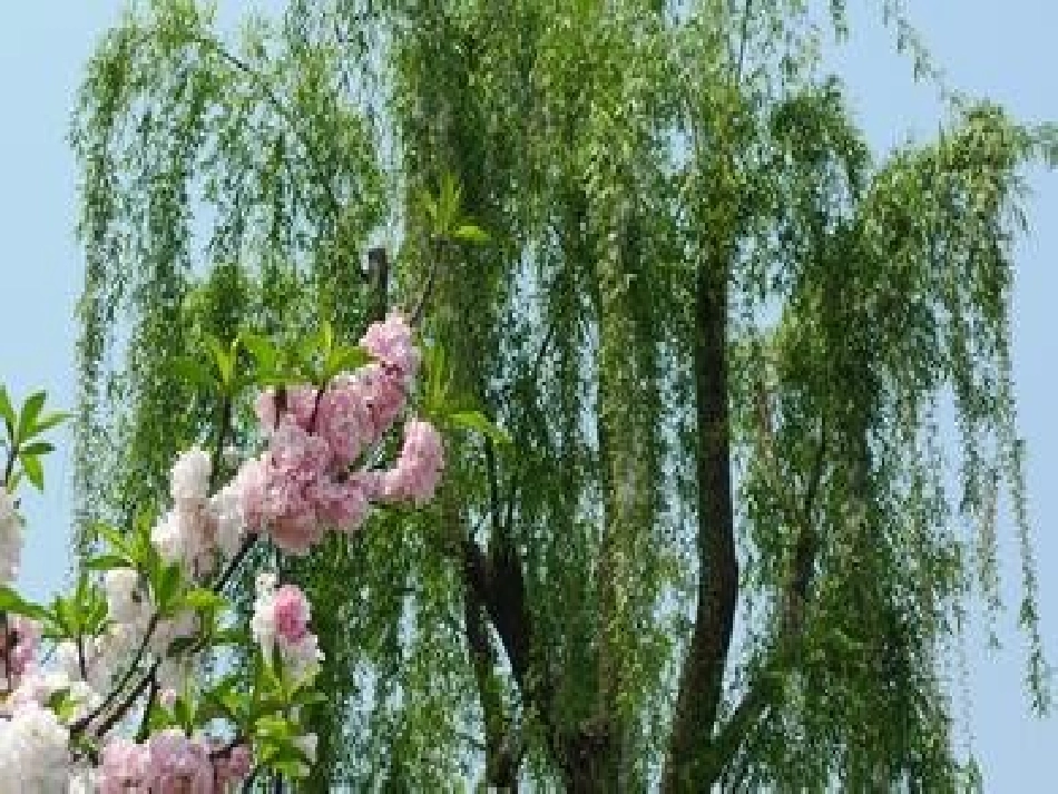 大自然的语言 (4)_第1页