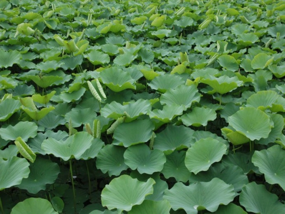 大自然的语言 (4)_第2页