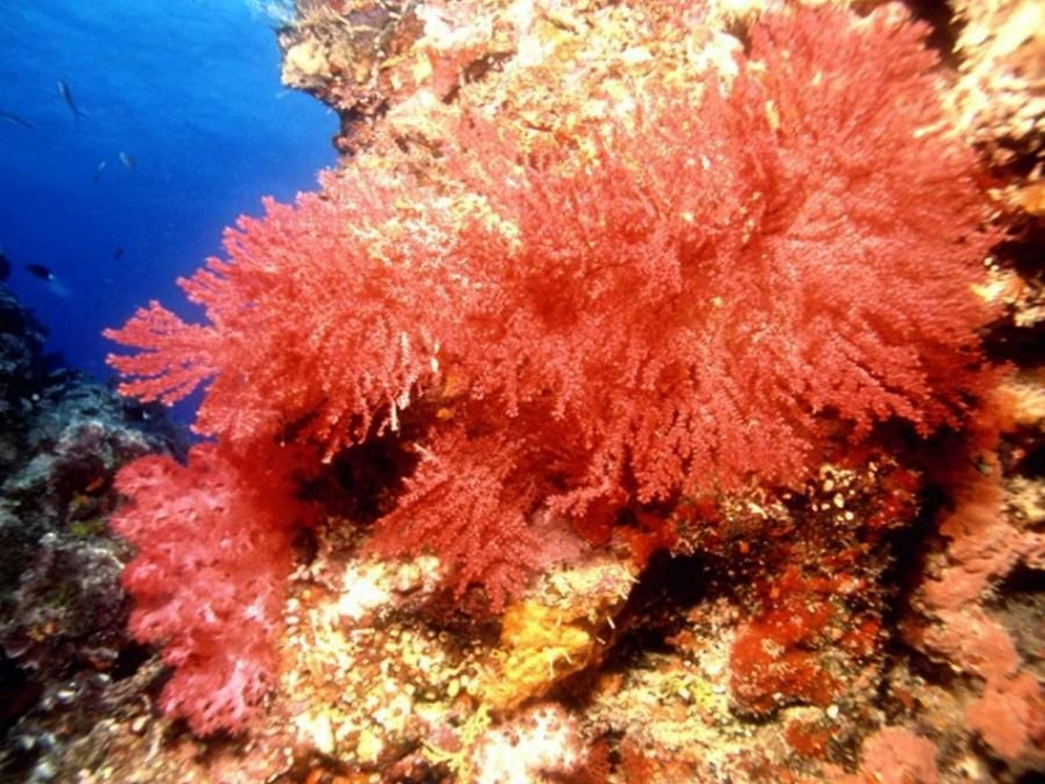 富饶的西沙群岛赵漫MicrosoftPowerPoint演示文稿_第2页