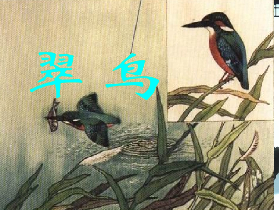 翠鸟课件 (2)_第3页