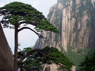 黄山奇松第一课时课件