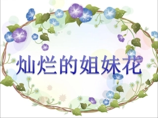 《12-灿烂的姐妹花》课件