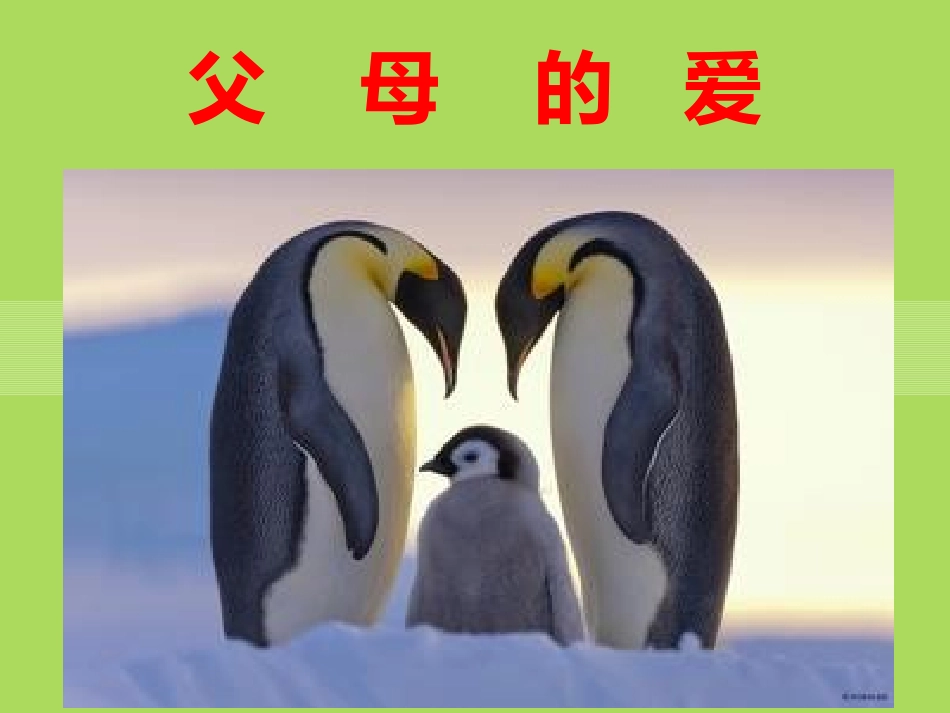 习作--父母的爱_第1页