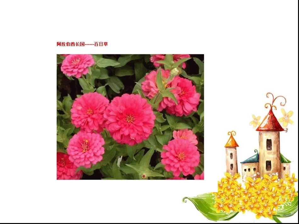 世界各国的国花_第3页