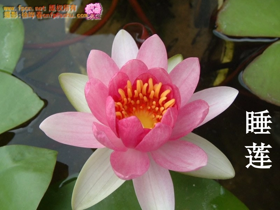 13、花钟课件_第2页