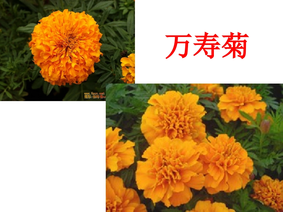 13、花钟课件_第3页