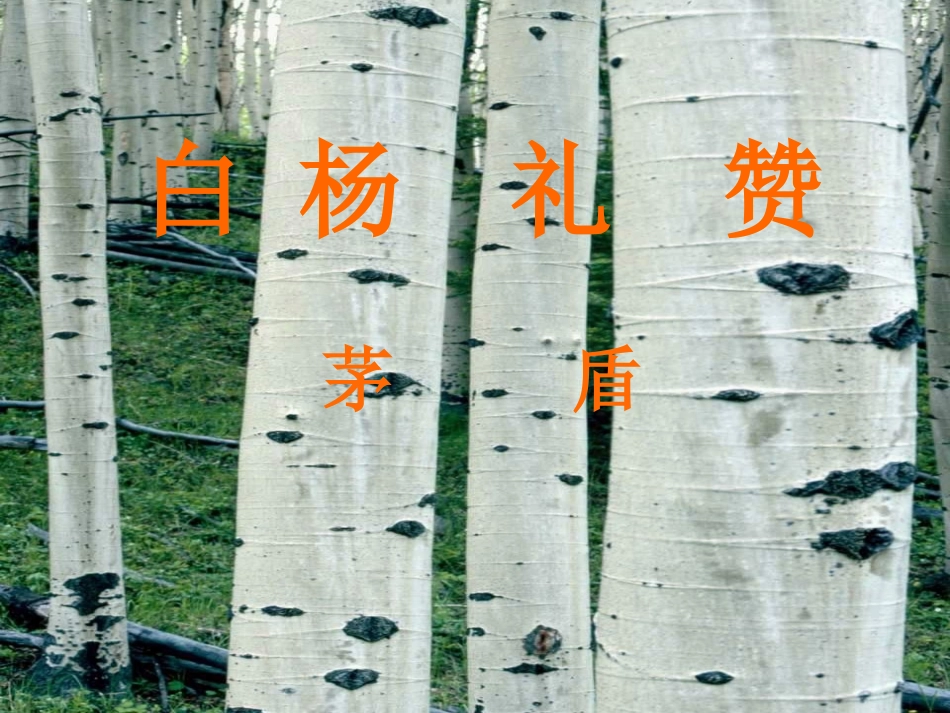 白杨礼赞正式_第1页