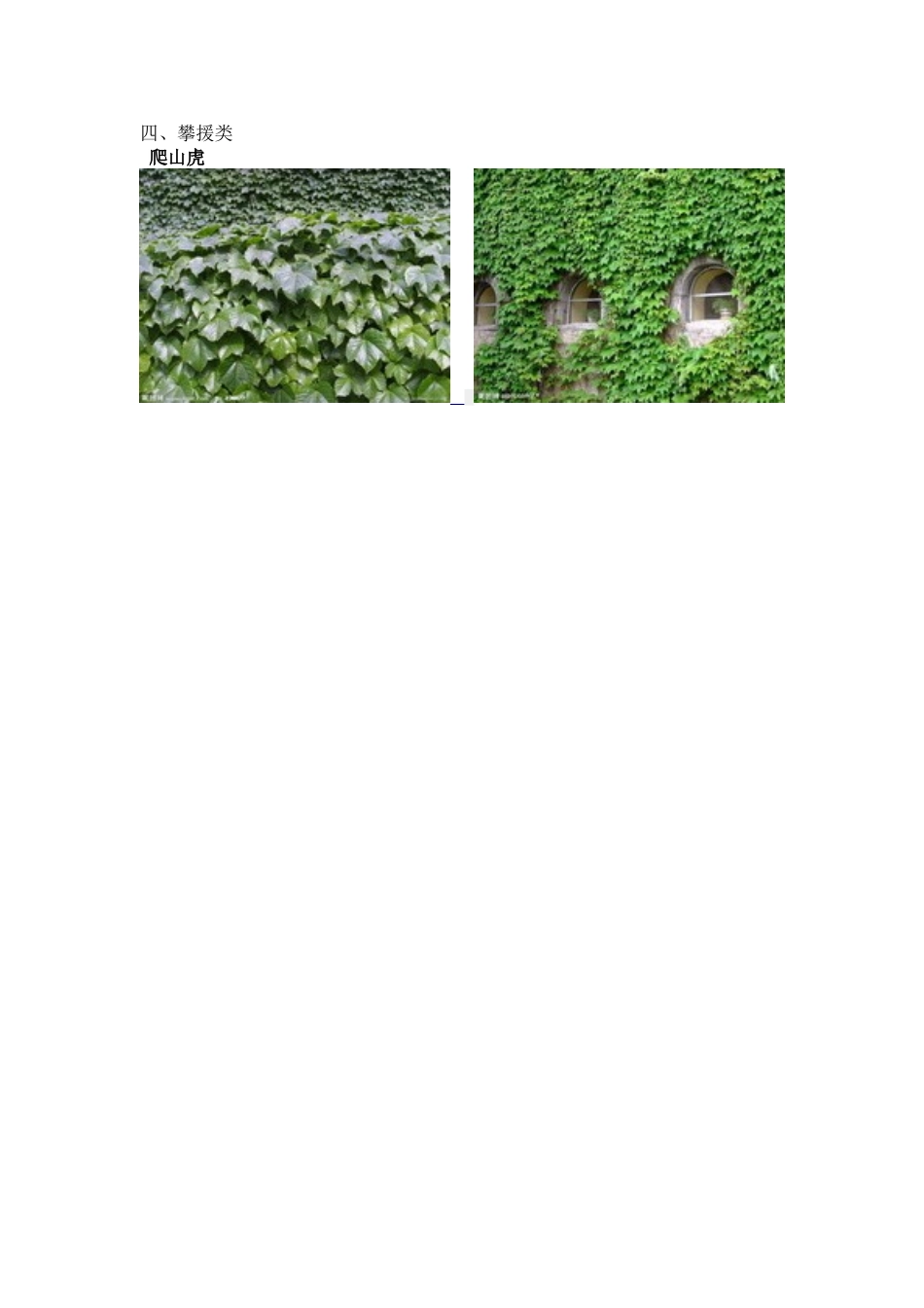 深圳常见绿化植物_第1页