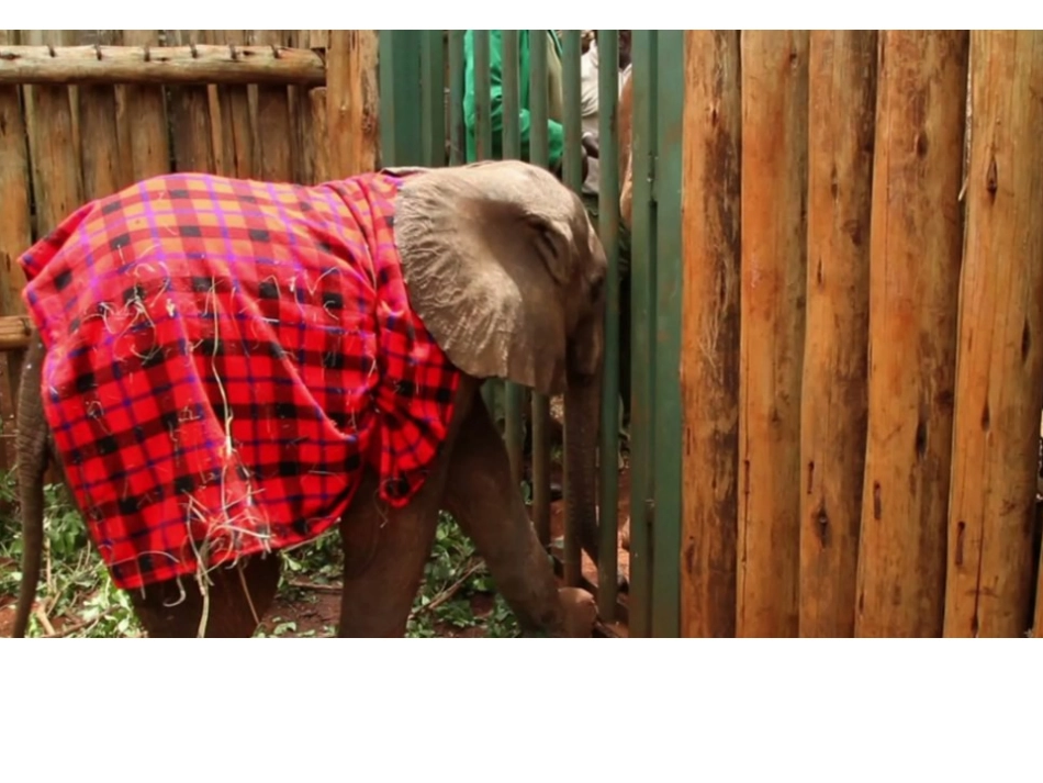 中班美术活动;大象_第2页