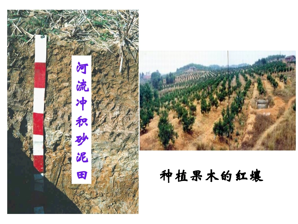 各种各样的土壤_第2页