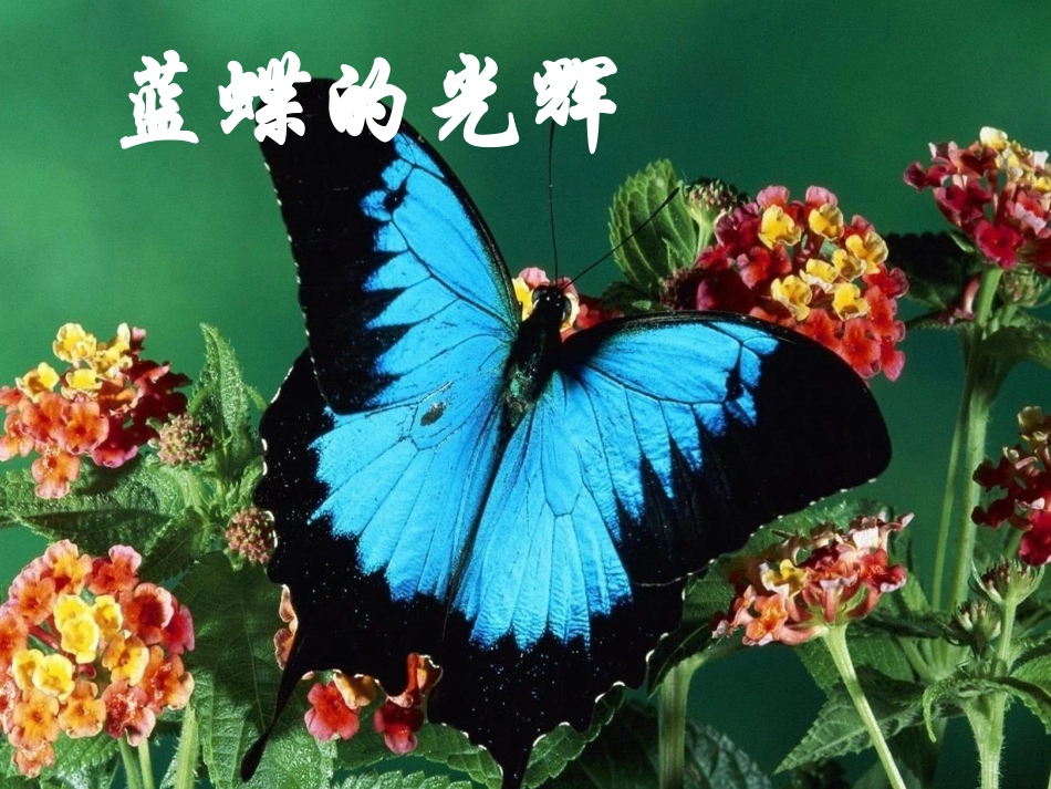 《蓝蝶的光辉》课件_第1页